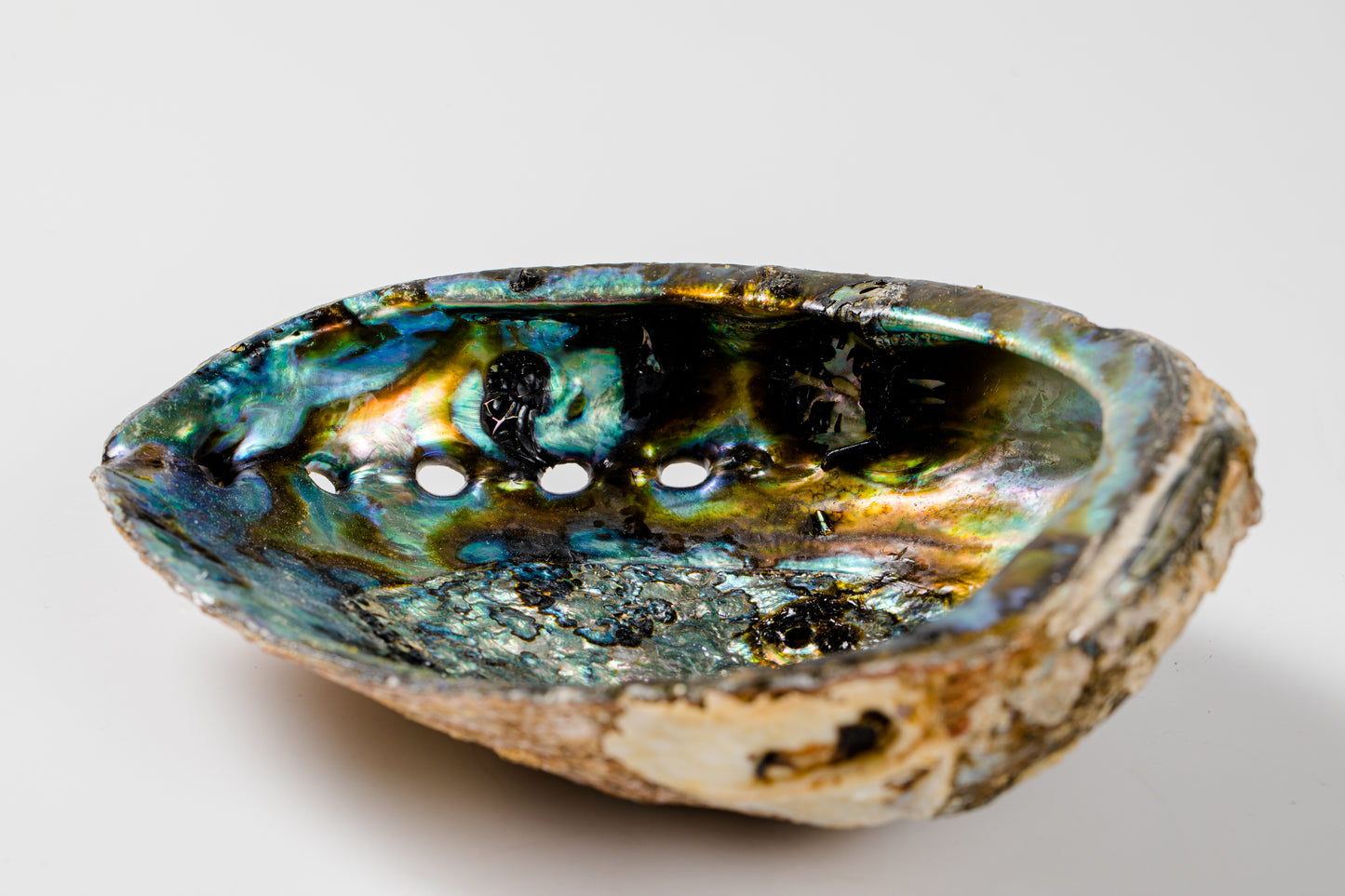 Abalone Shell