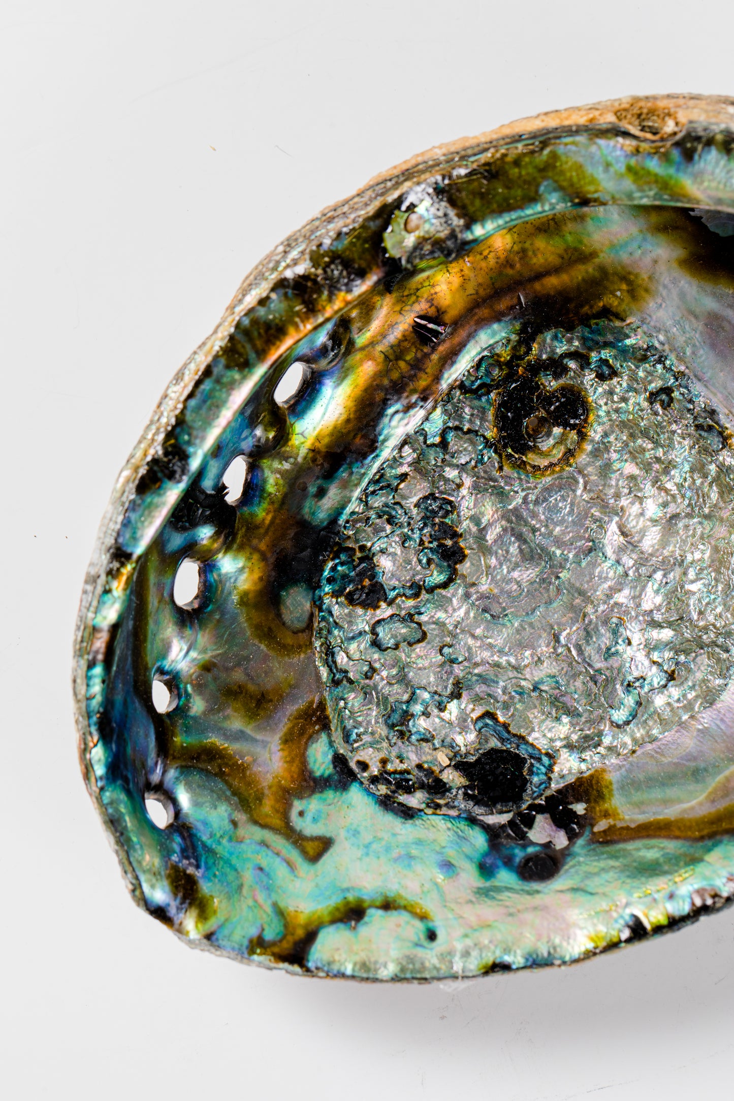 Abalone Shell